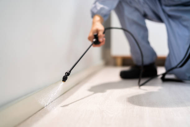 Licensed Wasp Removal service in McPherson, KS - Show Me Pest Control